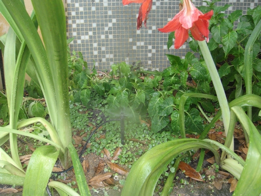 Mikrosprinkler mit verstellbarer Reichweite für die Pflanzenverpflanzung im Garten