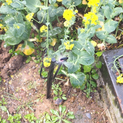 G Typ 360 Land- und Forstwirtschaft Gartensprinkler für Bewässerung Quick Connect