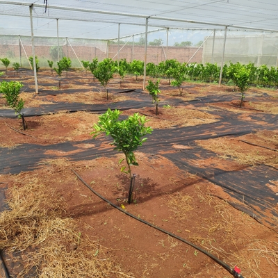 360-Grad-Sprinkler für landwirtschaftliche Wasserversorgung Normaler Stil für Mikrosprinklerbewässerung