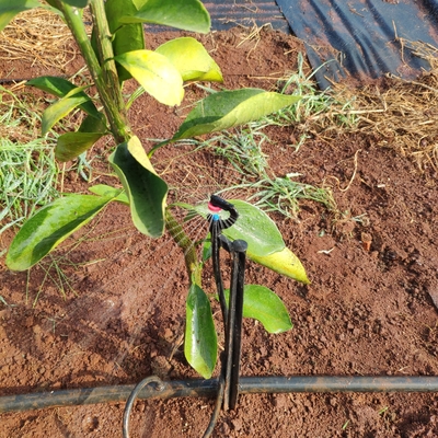 360-Grad-Sprinkler für landwirtschaftliche Wasserversorgung Normaler Stil für Mikrosprinklerbewässerung
